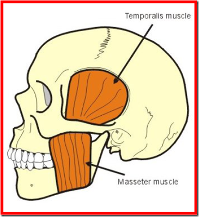 muscles of the face and mastication lateral view